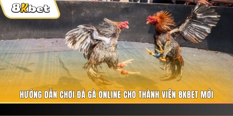 king 79 JILI Game Bài 3d