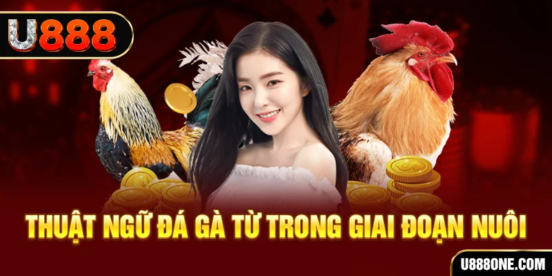 king 79 xổ số miền bắc 90 ngày