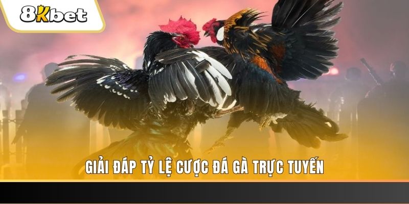 king 79 ga choi cau thanh