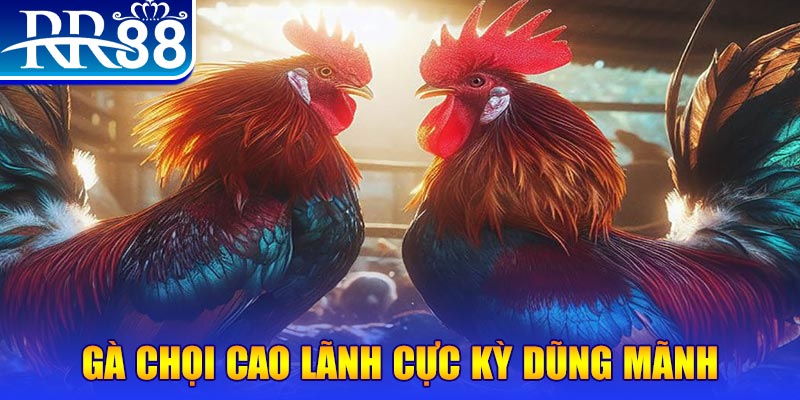 king 79 HB Điện Tử