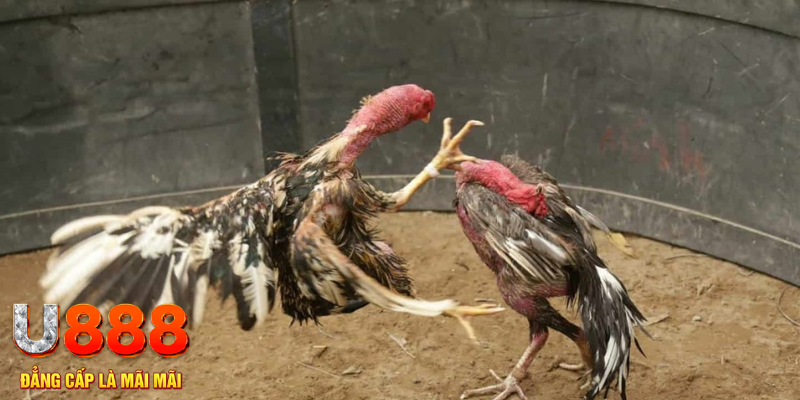 king 79 đăng nhập liêng hôm nay